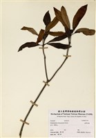 藏品(臺灣杜鵑)的圖片